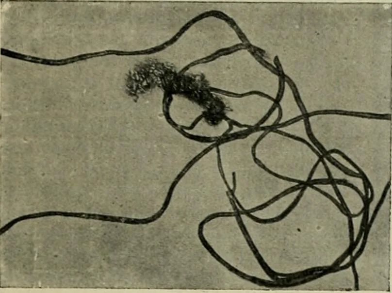 An illustration from Revue générale des mati`eres colorantes et des industries qui s'y rattachent, 1908, leaf 392