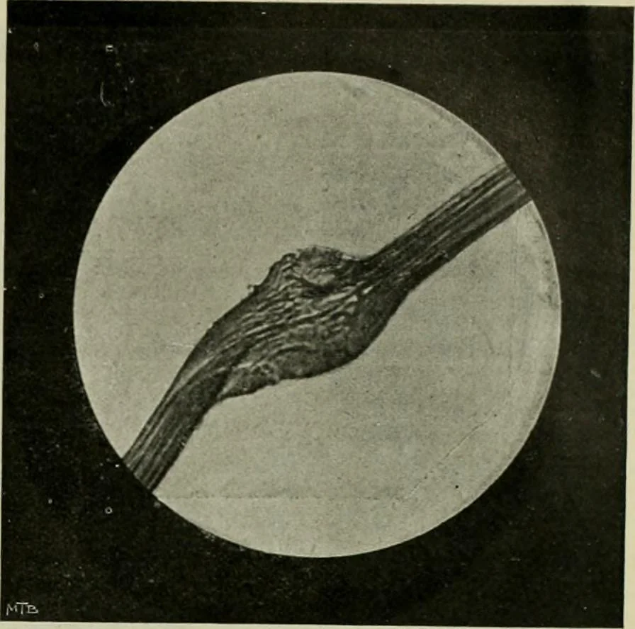 An illustration from Revue générale des mati`eres colorantes et des industries qui s'y rattachent, 1908, leaf 392