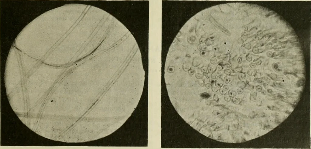 An illustration from Revue générale des mati`eres colorantes et des industries qui s'y rattachent, 1908, leaf 402