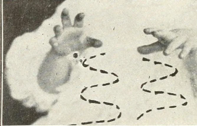 An illustration from Rhymes for little hands, 1906, leaf 143