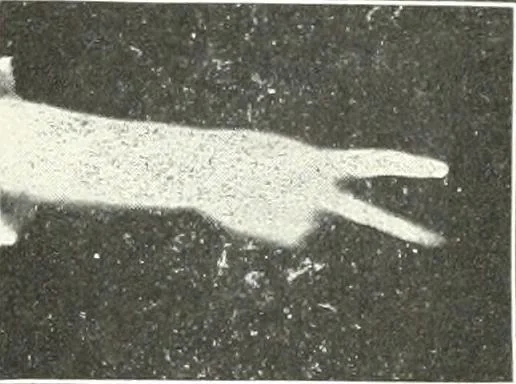 An illustration from Rhymes for little hands, 1906, leaf 44