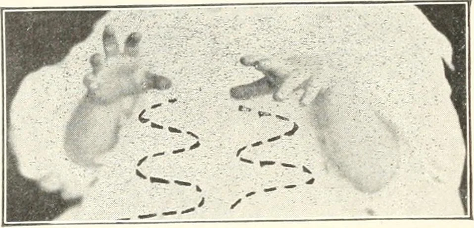 An illustration from Rhymes for little hands, 1906, leaf 47