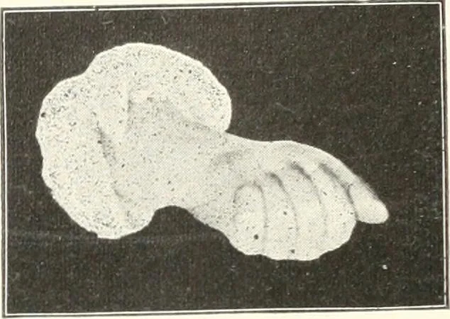 An illustration from Rhymes for little hands, 1906, leaf 69
