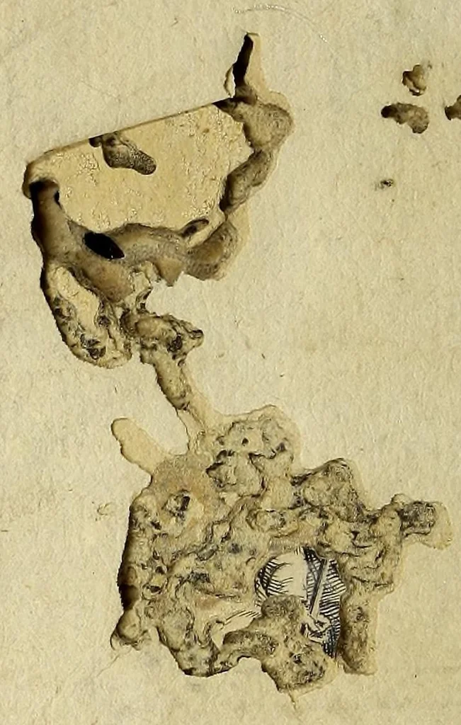 An illustration from Richardi Dinothi Normanni Constantinatis De rebus et factis memorabilibus loci communes historici, 1580, leaf 4