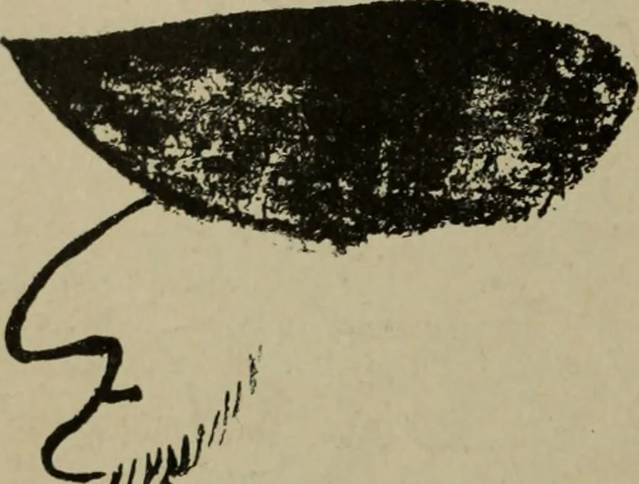 An illustration from Richard Wagner en caricatures : 130 reproductions de caricatures françaises, allemandes, anglaises, italiennes, portraits : autographes (lettre et musique) dessins originaux de J. Blass, Moloch et Tiret-Bognet, 1892, leaf 85