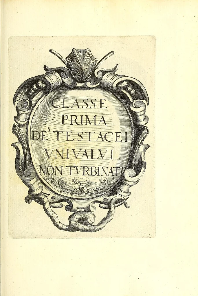 An illustration from Ricreatione dell'occhio e della mente nell'osseruation' delle Chiocciole : proposta a' curiosi delle opere della natura, 1681, leaf 433