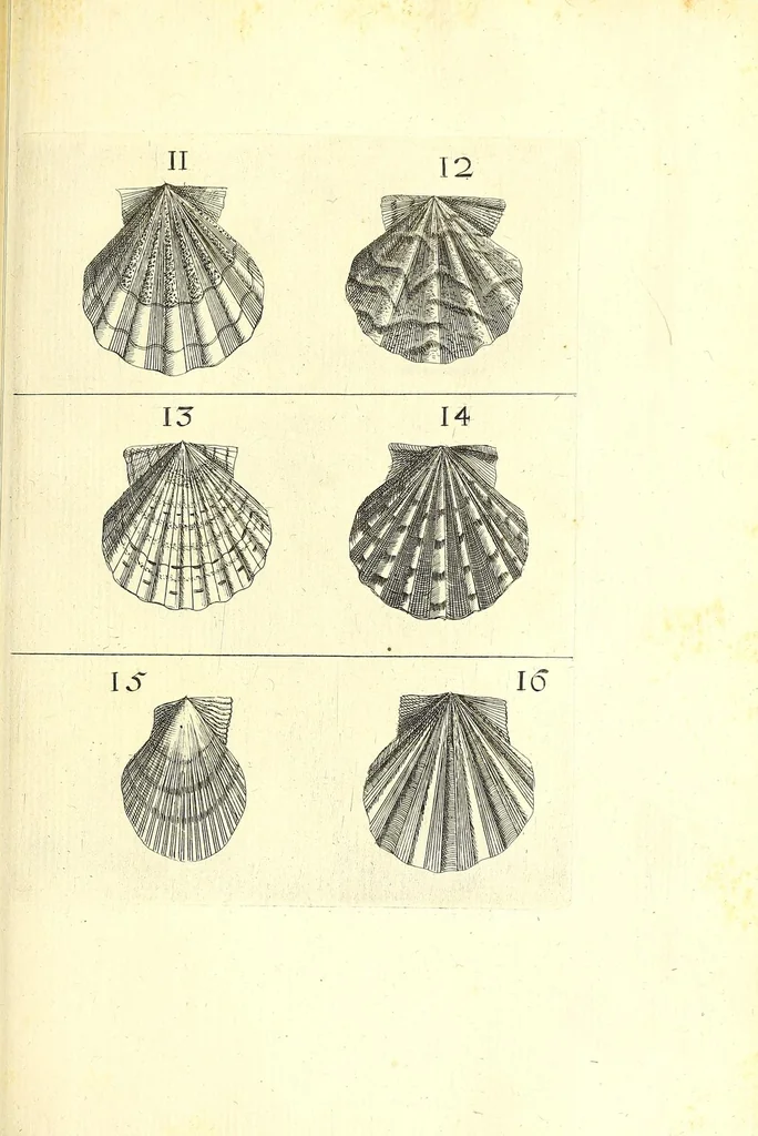 An illustration from Ricreatione dell'occhio e della mente nell'osseruation' delle Chiocciole : proposta a' curiosi delle opere della natura, 1681, leaf 455