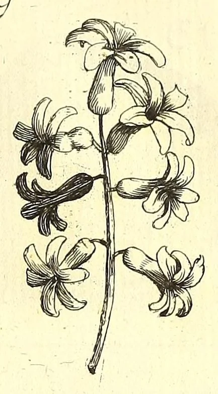 An illustration from Ricreatione dell'occhio e della mente nell'osseruation' delle Chiocciole : proposta a' curiosi delle opere della natura, 1681, leaf 475