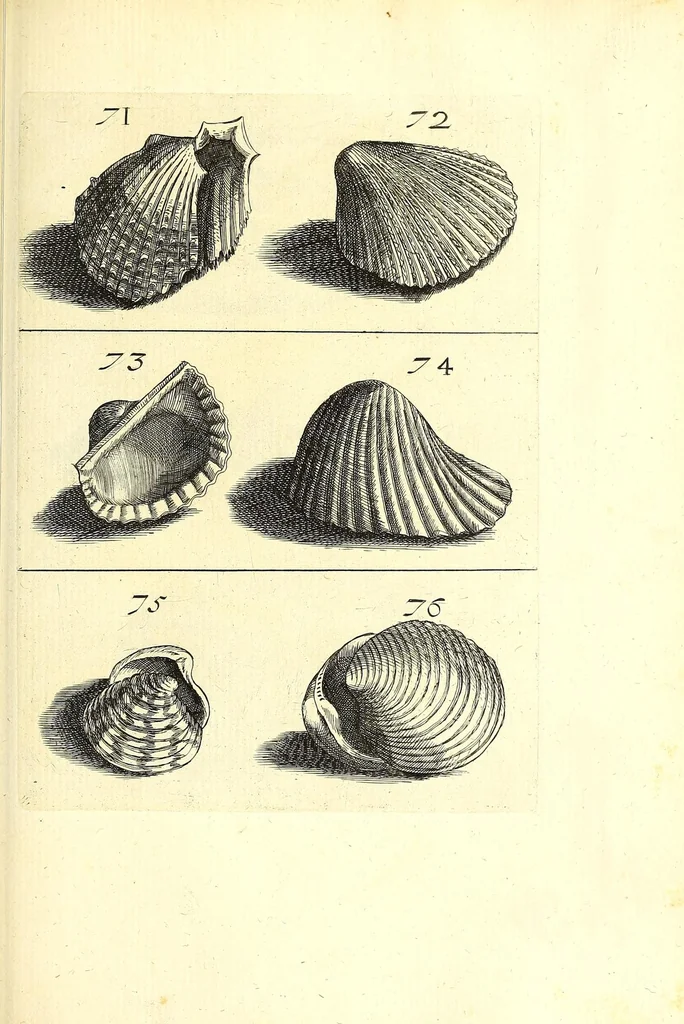 An illustration from Ricreatione dell'occhio e della mente nell'osseruation' delle Chiocciole : proposta a' curiosi delle opere della natura, 1681, leaf 481