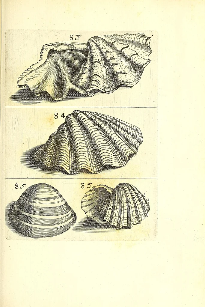 An illustration from Ricreatione dell'occhio e della mente nell'osseruation' delle Chiocciole : proposta a' curiosi delle opere della natura, 1681, leaf 487