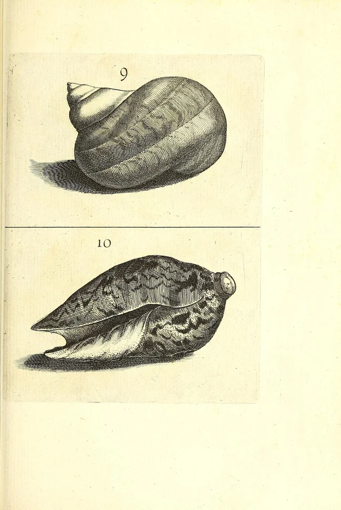 An illustration from Ricreatione dell'occhio e della mente nell'osseruation' delle Chiocciole : proposta a' curiosi delle opere della natura, 1681, leaf 503