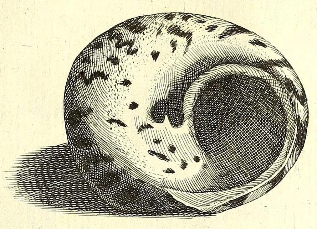 An illustration from Ricreatione dell'occhio e della mente nell'osseruation' delle Chiocciole : proposta a' curiosi delle opere della natura, 1681, leaf 515