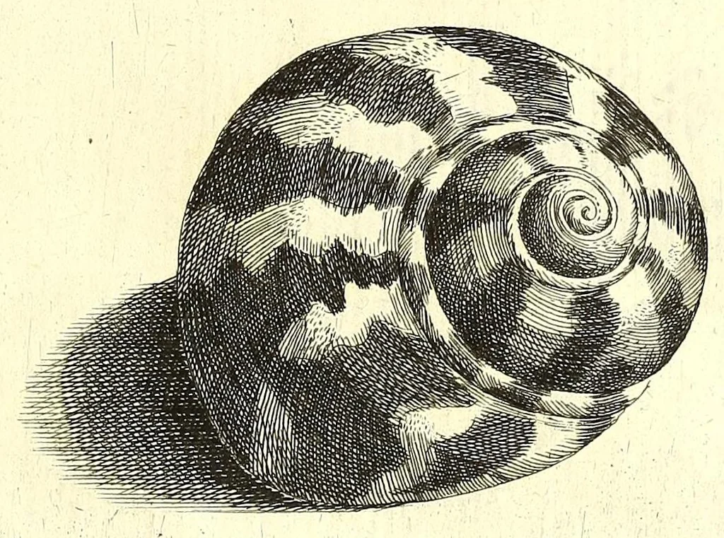 An illustration from Ricreatione dell'occhio e della mente nell'osseruation' delle Chiocciole : proposta a' curiosi delle opere della natura, 1681, leaf 515