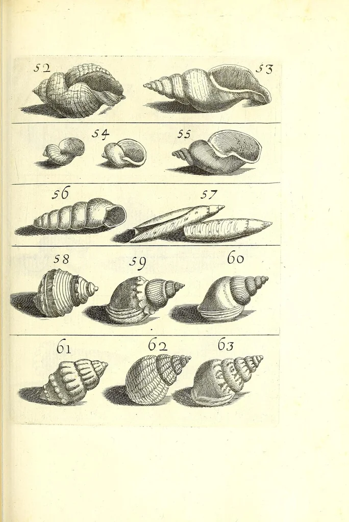 An illustration from Ricreatione dell'occhio e della mente nell'osseruation' delle Chiocciole : proposta a' curiosi delle opere della natura, 1681, leaf 523