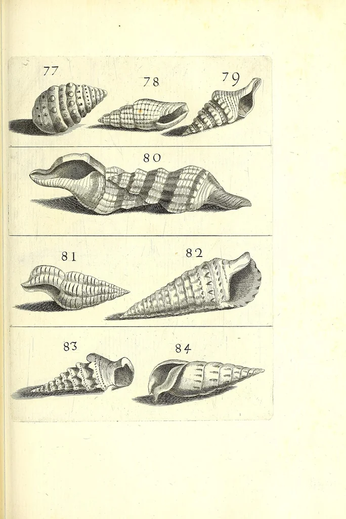 An illustration from Ricreatione dell'occhio e della mente nell'osseruation' delle Chiocciole : proposta a' curiosi delle opere della natura, 1681, leaf 529