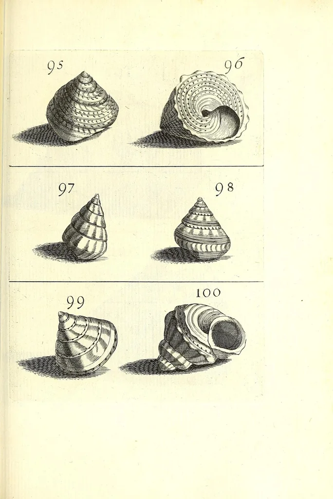 An illustration from Ricreatione dell'occhio e della mente nell'osseruation' delle Chiocciole : proposta a' curiosi delle opere della natura, 1681, leaf 535