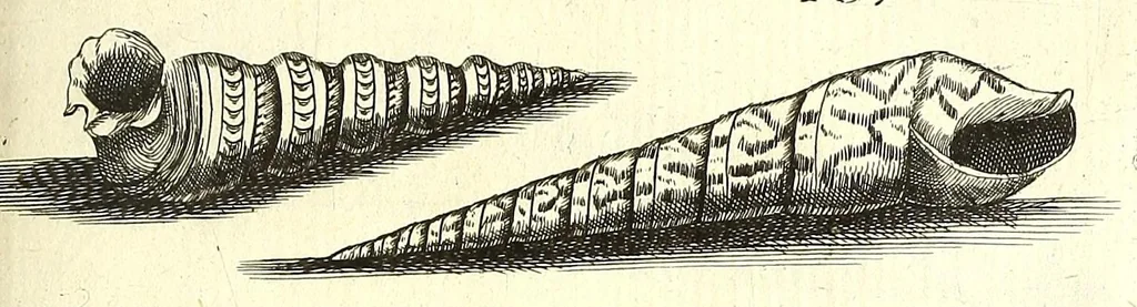 An illustration from Ricreatione dell'occhio e della mente nell'osseruation' delle Chiocciole : proposta a' curiosi delle opere della natura, 1681, leaf 541