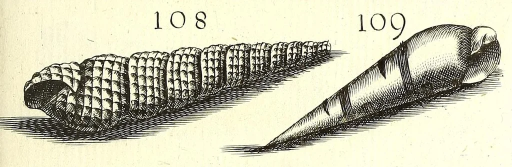 An illustration from Ricreatione dell'occhio e della mente nell'osseruation' delle Chiocciole : proposta a' curiosi delle opere della natura, 1681, leaf 541