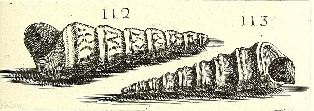 An illustration from Ricreatione dell'occhio e della mente nell'osseruation' delle Chiocciole : proposta a' curiosi delle opere della natura, 1681, leaf 541