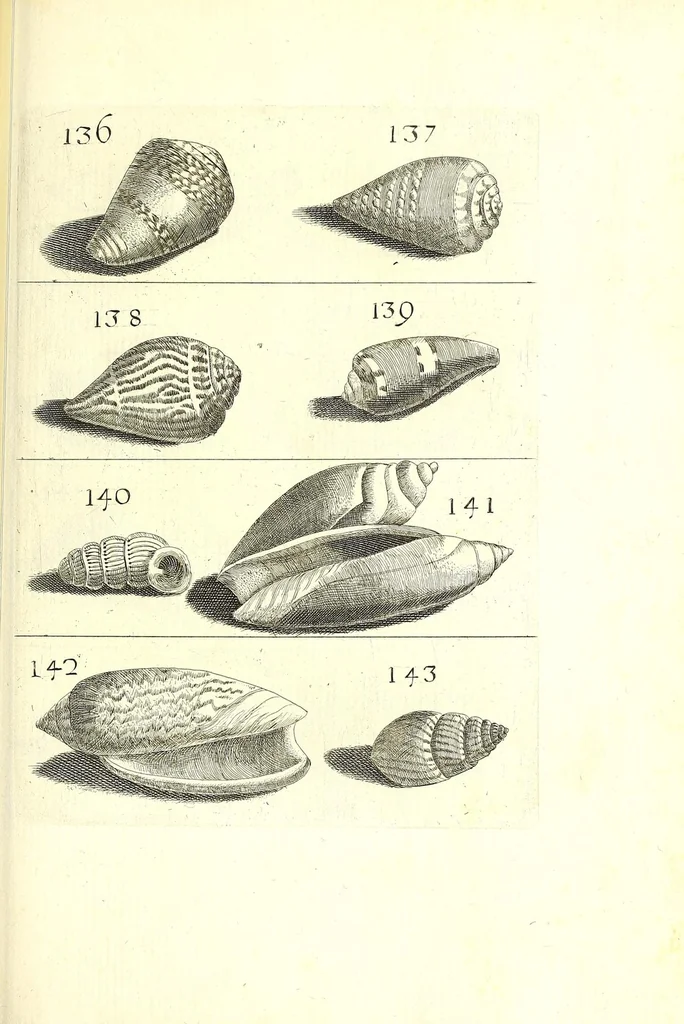 An illustration from Ricreatione dell'occhio e della mente nell'osseruation' delle Chiocciole : proposta a' curiosi delle opere della natura, 1681, leaf 551