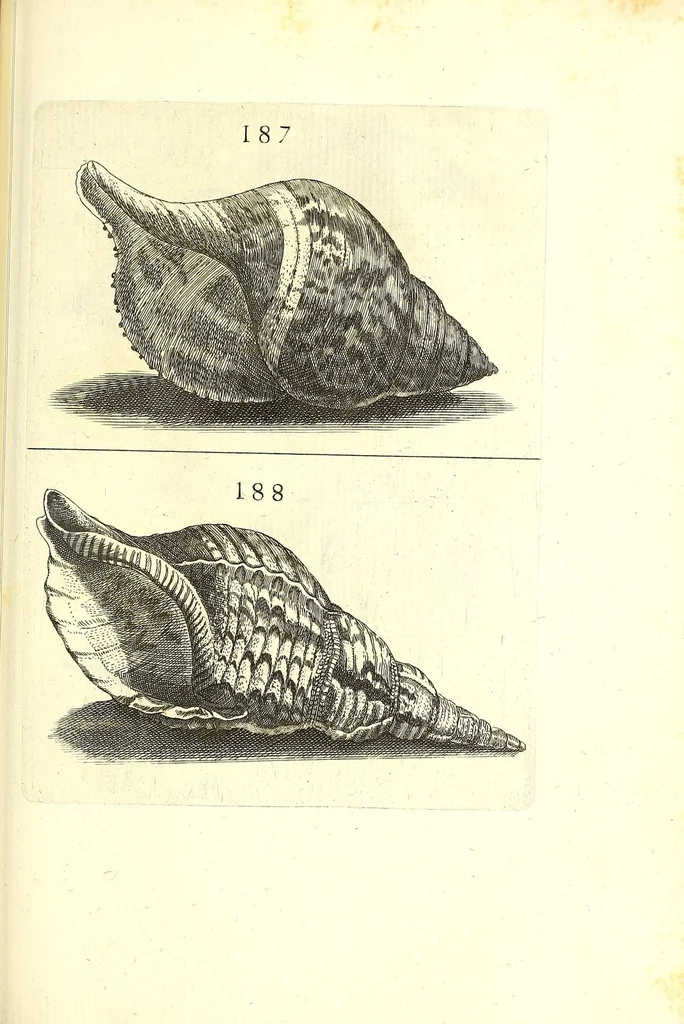 An illustration from Ricreatione dell'occhio e della mente nell'osseruation' delle Chiocciole : proposta a' curiosi delle opere della natura, 1681, leaf 573