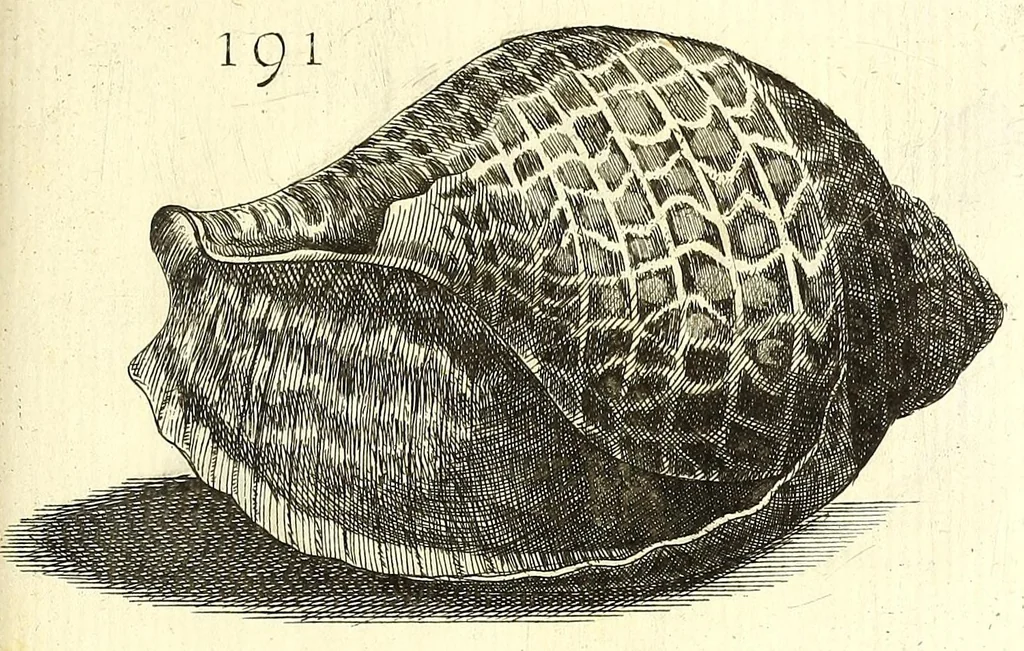 An illustration from Ricreatione dell'occhio e della mente nell'osseruation' delle Chiocciole : proposta a' curiosi delle opere della natura, 1681, leaf 577