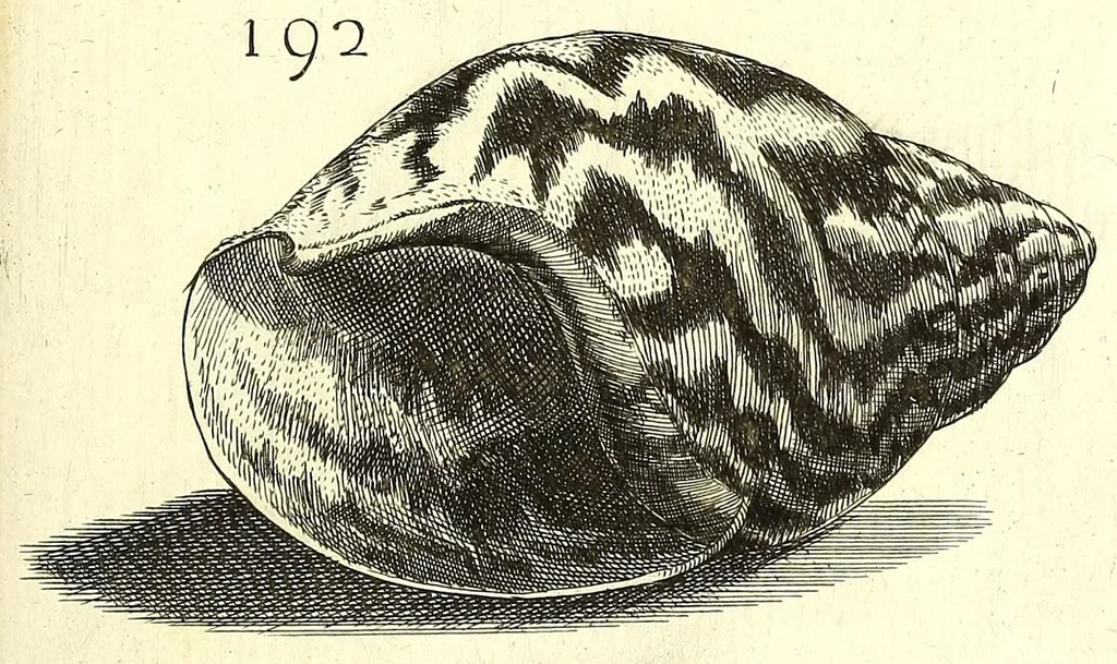 An illustration from Ricreatione dell'occhio e della mente nell'osseruation' delle Chiocciole : proposta a' curiosi delle opere della natura, 1681, leaf 577