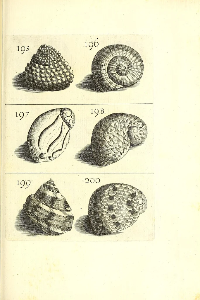 An illustration from Ricreatione dell'occhio e della mente nell'osseruation' delle Chiocciole : proposta a' curiosi delle opere della natura, 1681, leaf 581