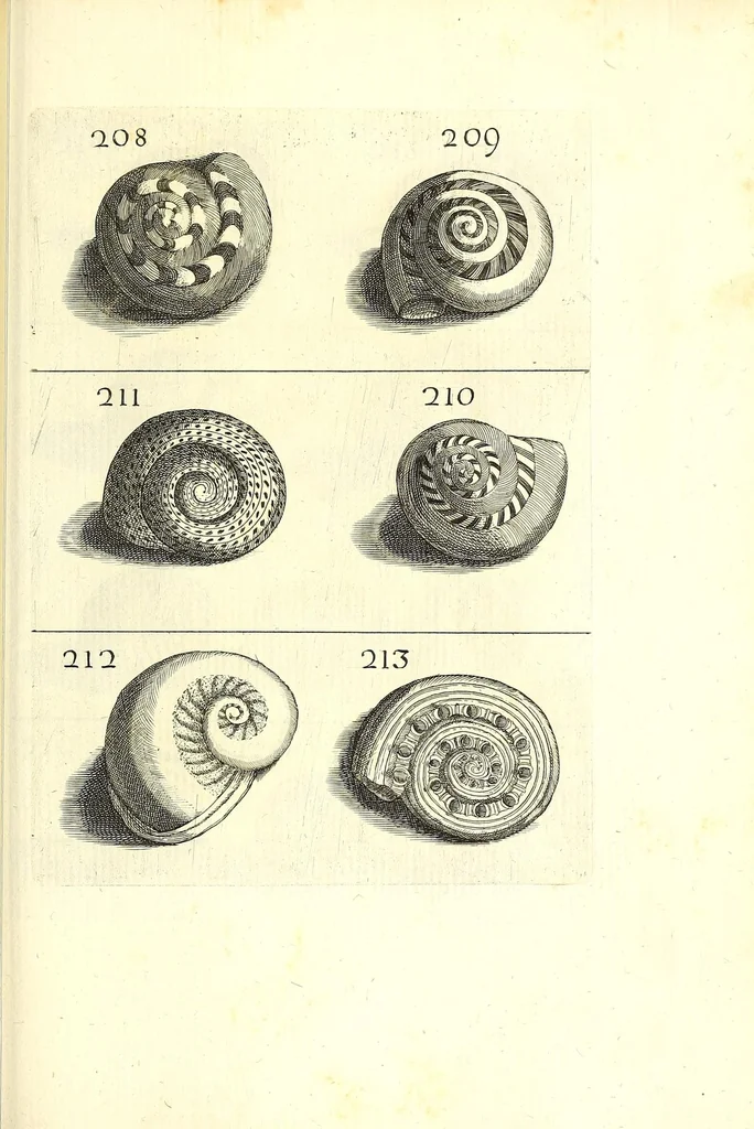 An illustration from Ricreatione dell'occhio e della mente nell'osseruation' delle Chiocciole : proposta a' curiosi delle opere della natura, 1681, leaf 585