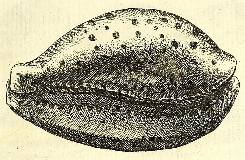 An illustration from Ricreatione dell'occhio e della mente nell'osseruation' delle Chiocciole : proposta a' curiosi delle opere della natura, 1681, leaf 595