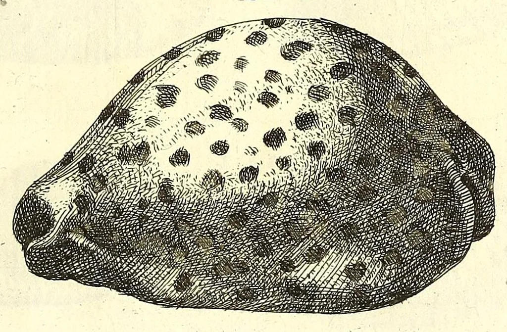 An illustration from Ricreatione dell'occhio e della mente nell'osseruation' delle Chiocciole : proposta a' curiosi delle opere della natura, 1681, leaf 595