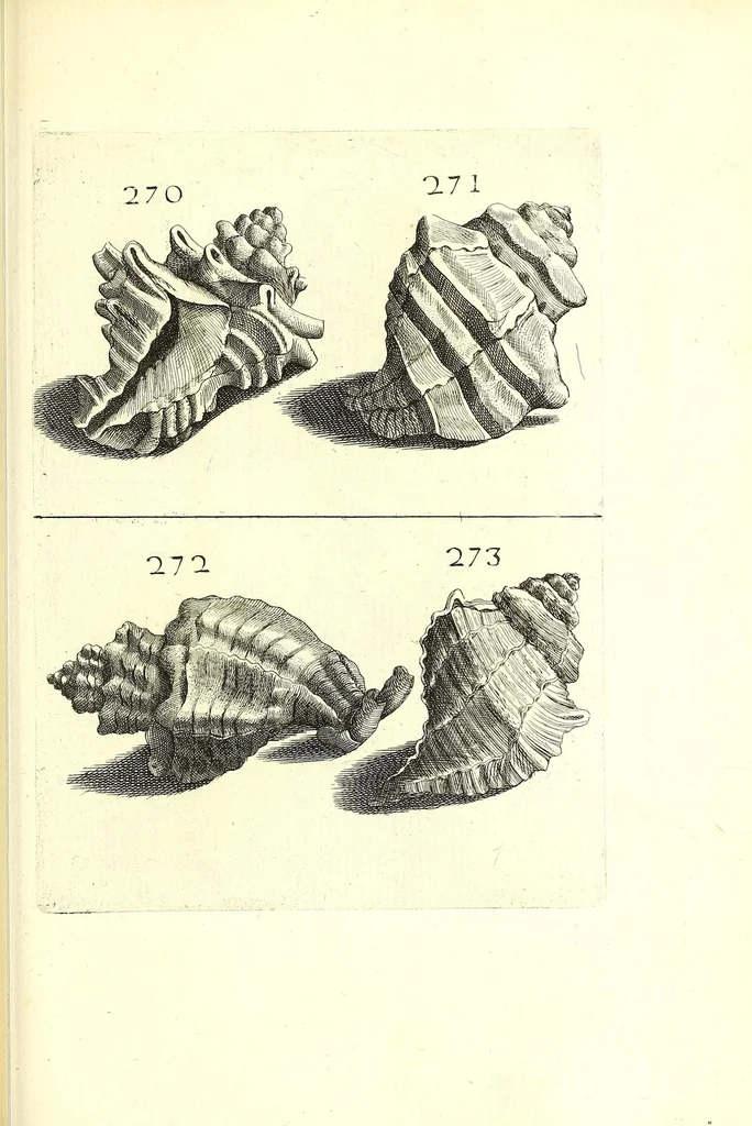 An illustration from Ricreatione dell'occhio e della mente nell'osseruation' delle Chiocciole : proposta a' curiosi delle opere della natura, 1681, leaf 613
