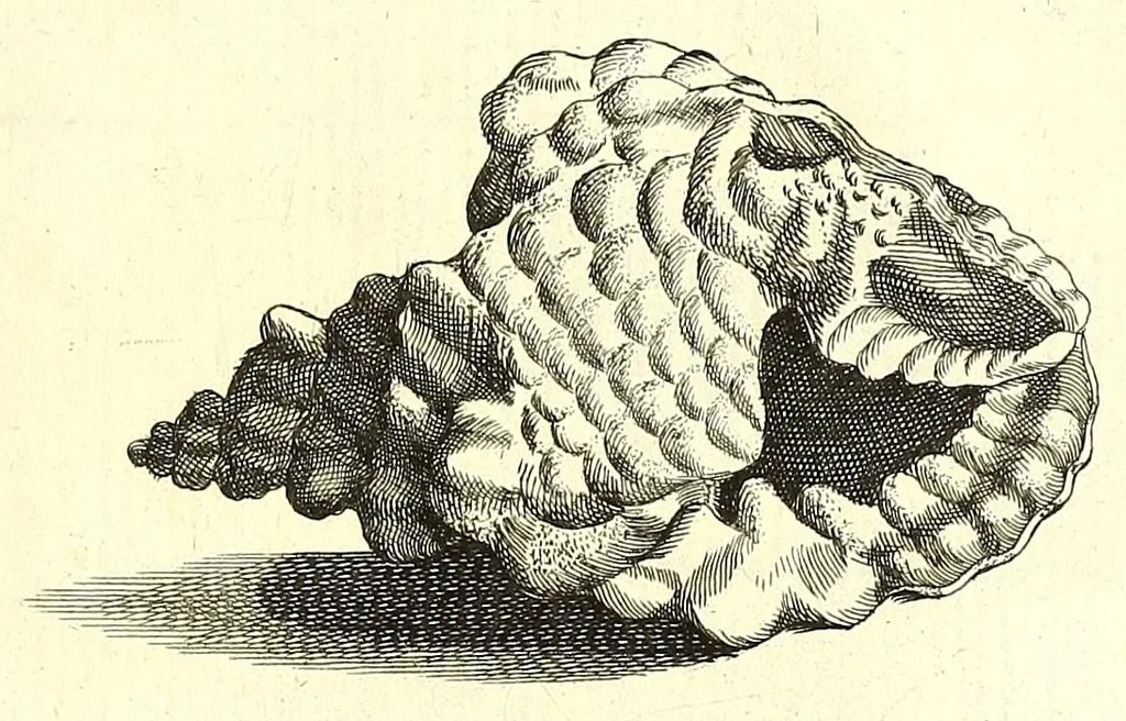 An illustration from Ricreatione dell'occhio e della mente nell'osseruation' delle Chiocciole : proposta a' curiosi delle opere della natura, 1681, leaf 619