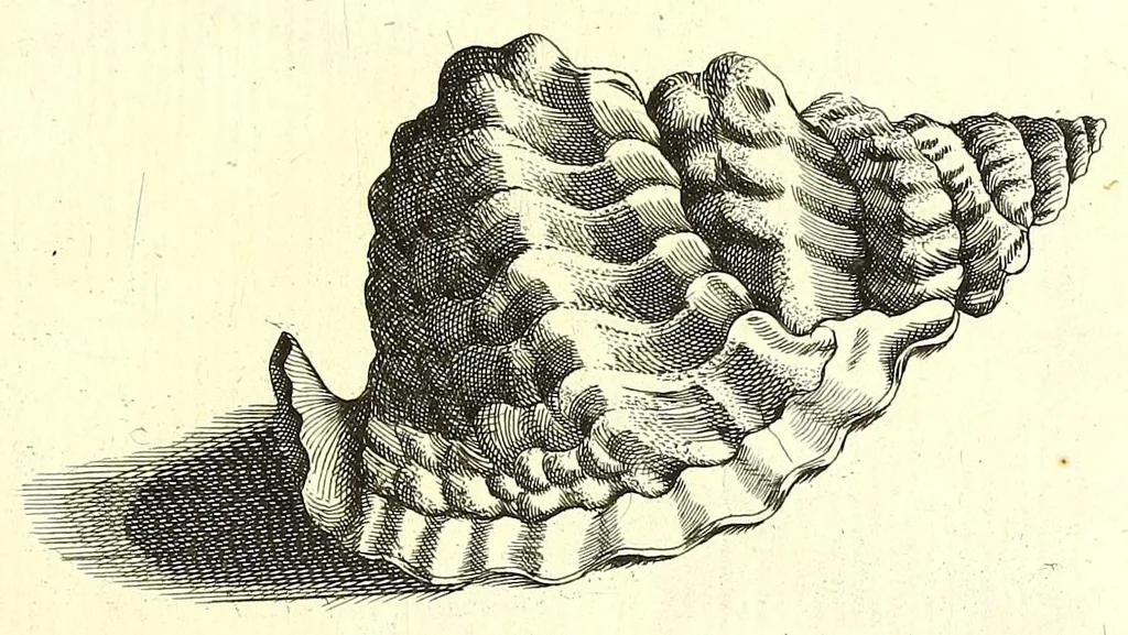 An illustration from Ricreatione dell'occhio e della mente nell'osseruation' delle Chiocciole : proposta a' curiosi delle opere della natura, 1681, leaf 619