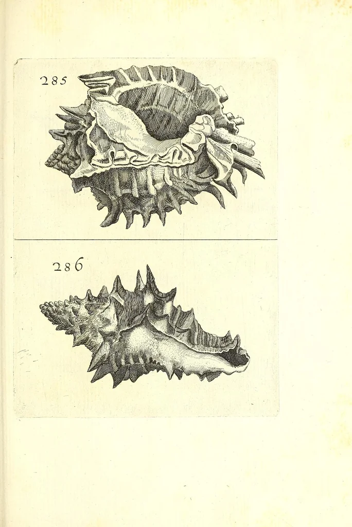 An illustration from Ricreatione dell'occhio e della mente nell'osseruation' delle Chiocciole : proposta a' curiosi delle opere della natura, 1681, leaf 625