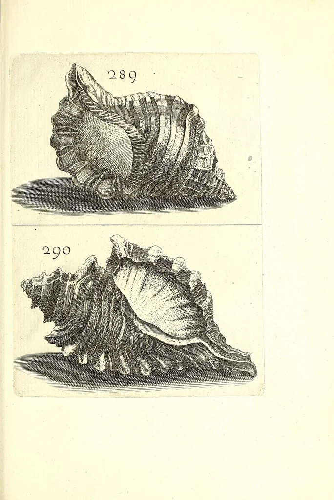 An illustration from Ricreatione dell'occhio e della mente nell'osseruation' delle Chiocciole : proposta a' curiosi delle opere della natura, 1681, leaf 629
