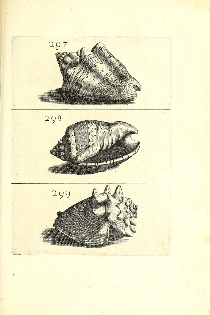 An illustration from Ricreatione dell'occhio e della mente nell'osseruation' delle Chiocciole : proposta a' curiosi delle opere della natura, 1681, leaf 635