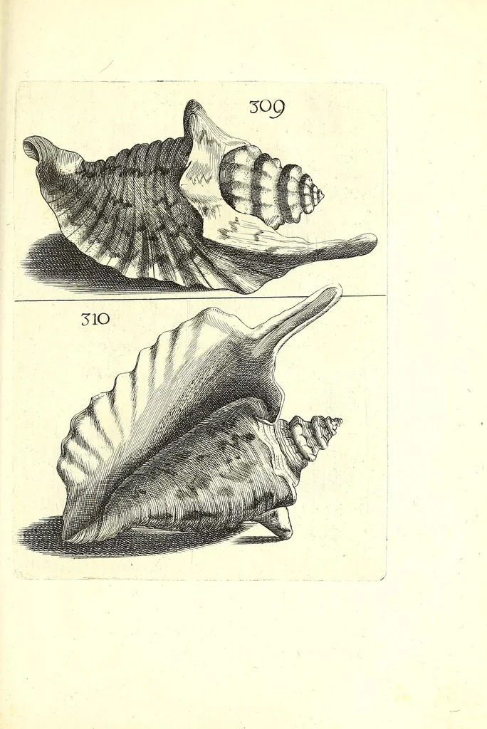 An illustration from Ricreatione dell'occhio e della mente nell'osseruation' delle Chiocciole : proposta a' curiosi delle opere della natura, 1681, leaf 645