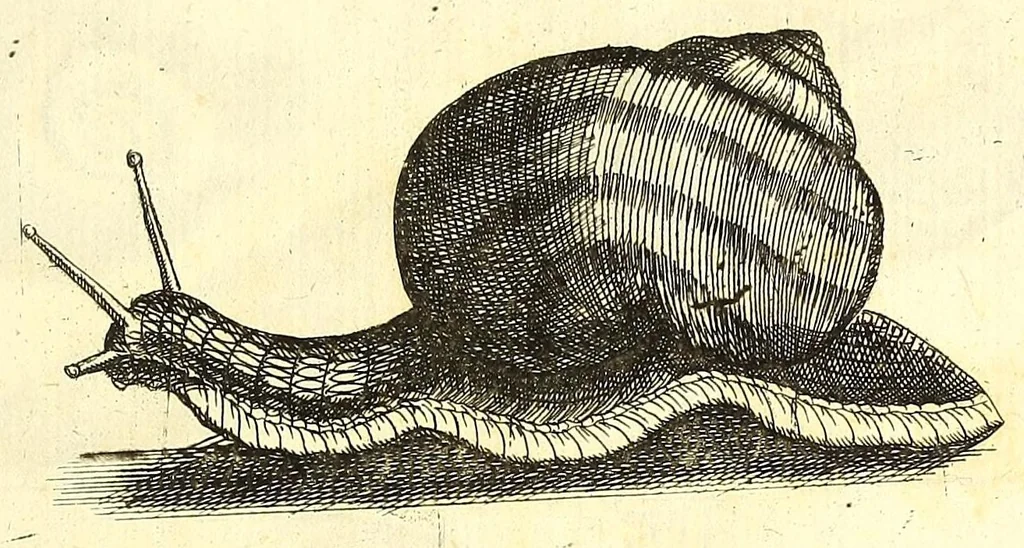 An illustration from Ricreatione dell'occhio e della mente nell'osseruation' delle Chiocciole : proposta a' curiosi delle opere della natura, 1681, leaf 651