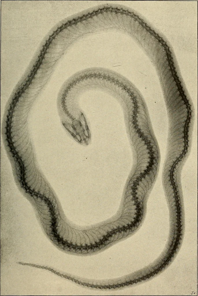 An illustration from Röntgenphotographie : Anleitung zu leicht auszuführenden Arbeiten mit statischer und galvanischer Elektrizität unter besonderer Berücksichtigung der Influenz-Elektrisiermaschine, 1908, leaf 100