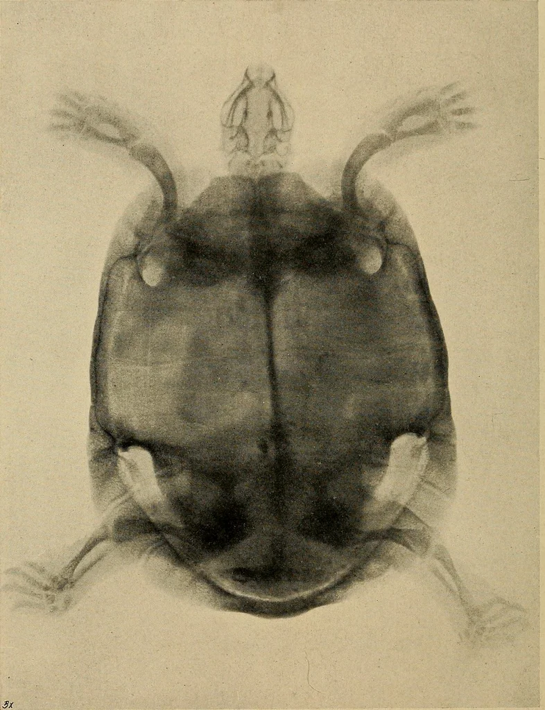 An illustration from Röntgenphotographie : Anleitung zu leicht auszuführenden Arbeiten mit statischer und galvanischer Elektrizität unter besonderer Berücksichtigung der Influenz-Elektrisiermaschine, 1908, leaf 101