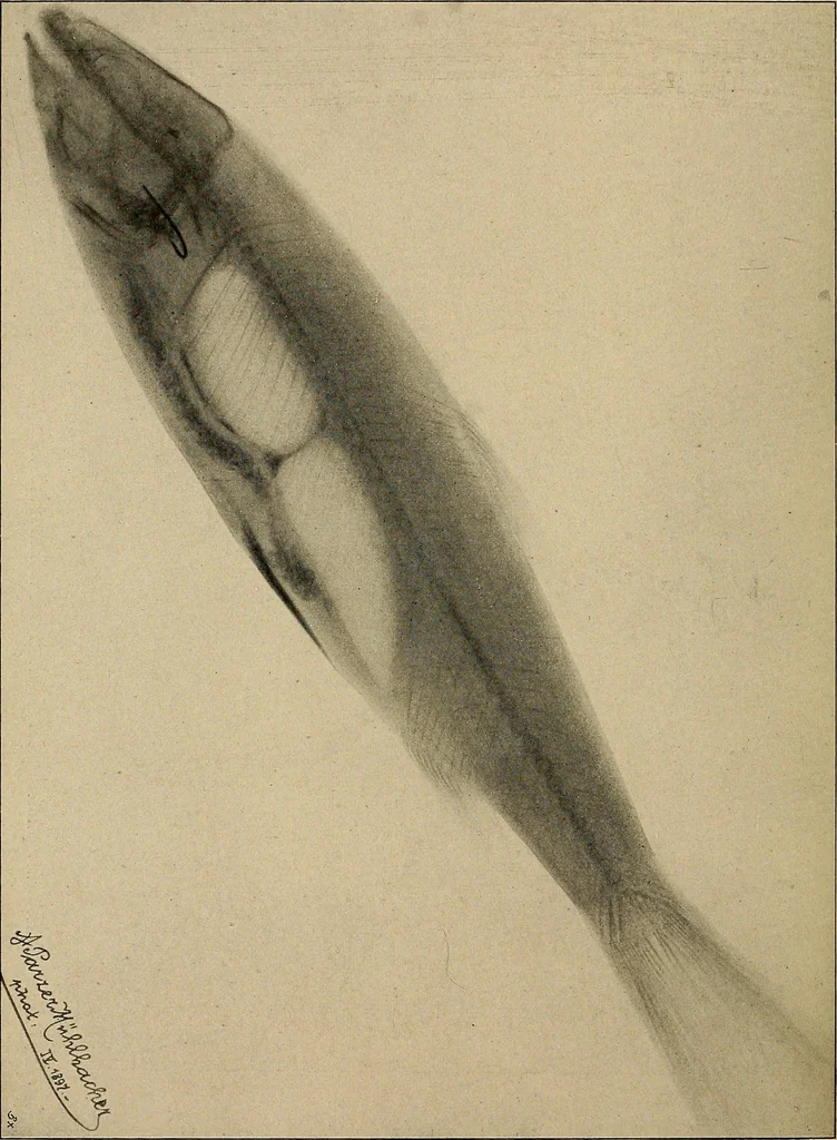 An illustration from Röntgenphotographie : Anleitung zu leicht auszuführenden Arbeiten mit statischer und galvanischer Elektrizität unter besonderer Berücksichtigung der Influenz-Elektrisiermaschine, 1908, leaf 103