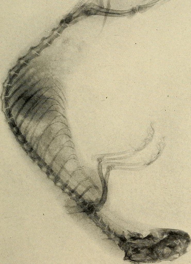 An illustration from Röntgenphotographie : Anleitung zu leicht auszuführenden Arbeiten mit statischer und galvanischer Elektrizität unter besonderer Berücksichtigung der Influenz-Elektrisiermaschine, 1908, leaf 104
