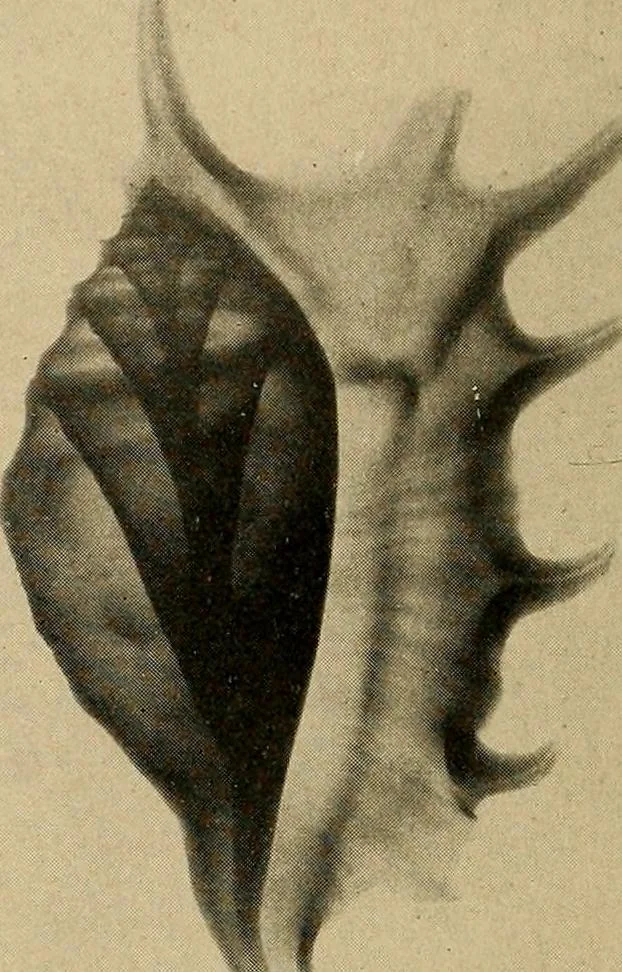 An illustration from Röntgenphotographie : Anleitung zu leicht auszuführenden Arbeiten mit statischer und galvanischer Elektrizität unter besonderer Berücksichtigung der Influenz-Elektrisiermaschine, 1908, leaf 105