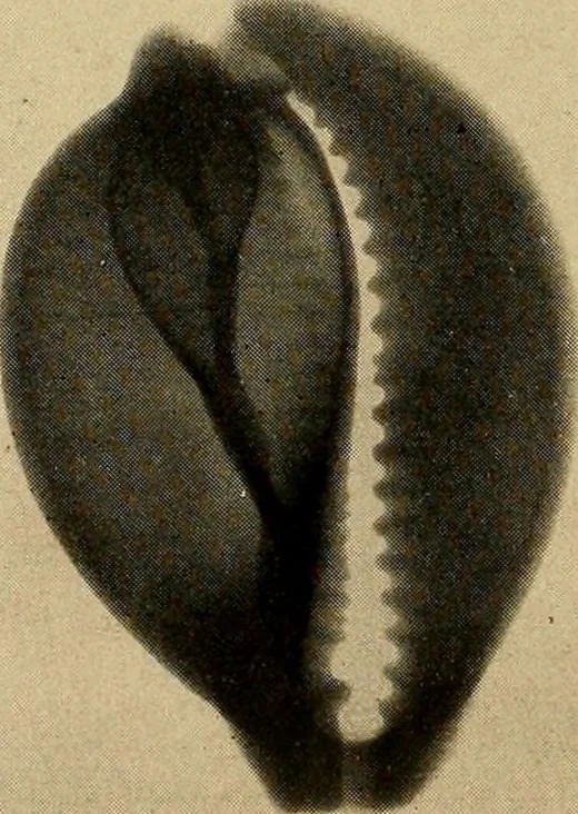 An illustration from Röntgenphotographie : Anleitung zu leicht auszuführenden Arbeiten mit statischer und galvanischer Elektrizität unter besonderer Berücksichtigung der Influenz-Elektrisiermaschine, 1908, leaf 105