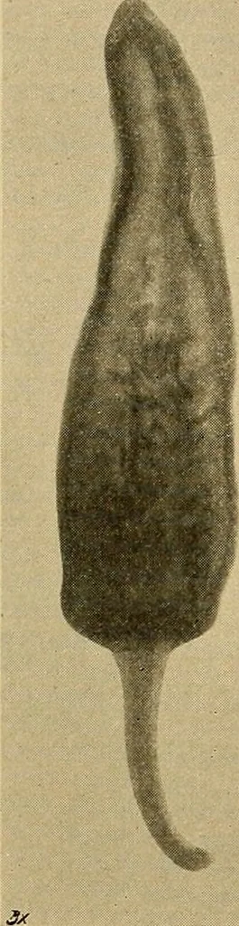 An illustration from Röntgenphotographie : Anleitung zu leicht auszuführenden Arbeiten mit statischer und galvanischer Elektrizität unter besonderer Berücksichtigung der Influenz-Elektrisiermaschine, 1908, leaf 106