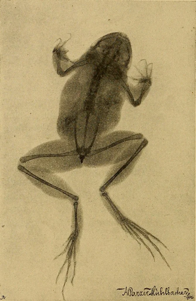 An illustration from Röntgenphotographie : Anleitung zu leicht auszuführenden Arbeiten mit statischer und galvanischer Elektrizität unter besonderer Berücksichtigung der Influenz-Elektrisiermaschine, 1908, leaf 93