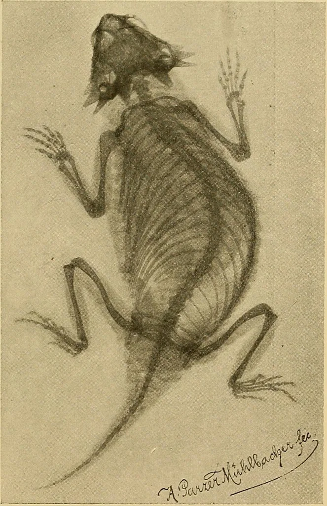 An illustration from Röntgenphotographie : Anleitung zu leicht auszuführenden Arbeiten mit statischer und galvanischer Elektrizität unter besonderer Berücksichtigung der Influenz-Elektrisiermaschine, 1908, leaf 94