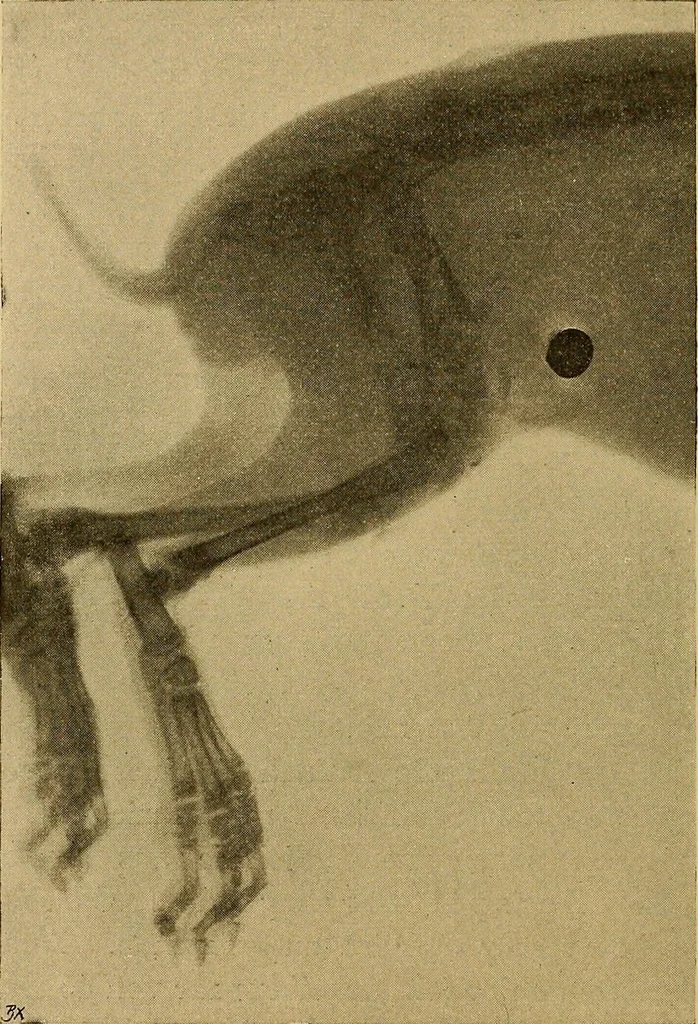 An illustration from Röntgenphotographie : Anleitung zu leicht auszuführenden Arbeiten mit statischer und galvanischer Elektrizität unter besonderer Berücksichtigung der Influenz-Elektrisiermaschine, 1908, leaf 97
