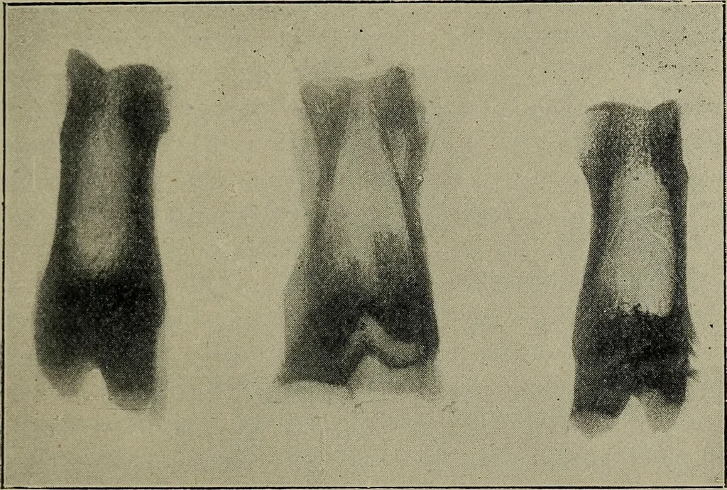 An illustration from The Röntgen rays in medical work, 1899, leaf 148